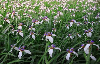 《黑兽‧改》Steam页面上线 5月19日发售